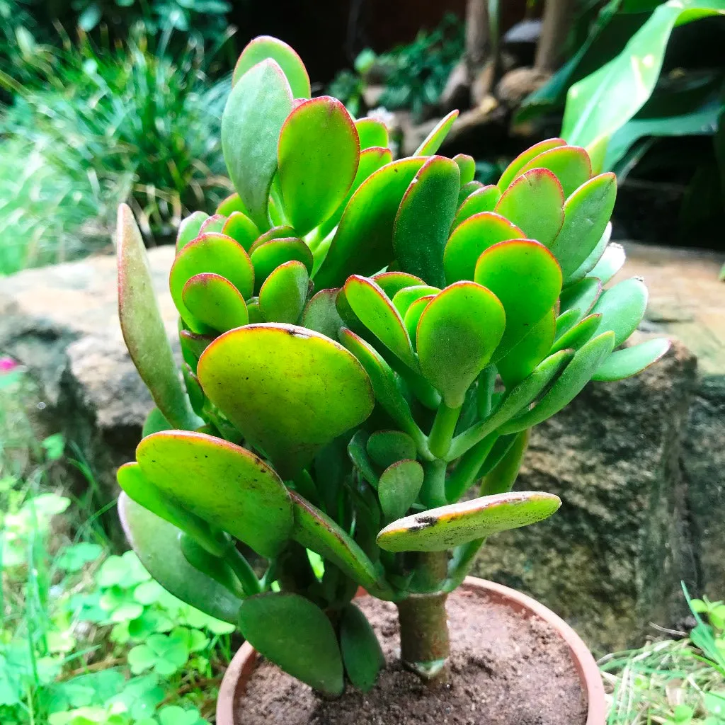 Crassula Ovata Succulent Plant