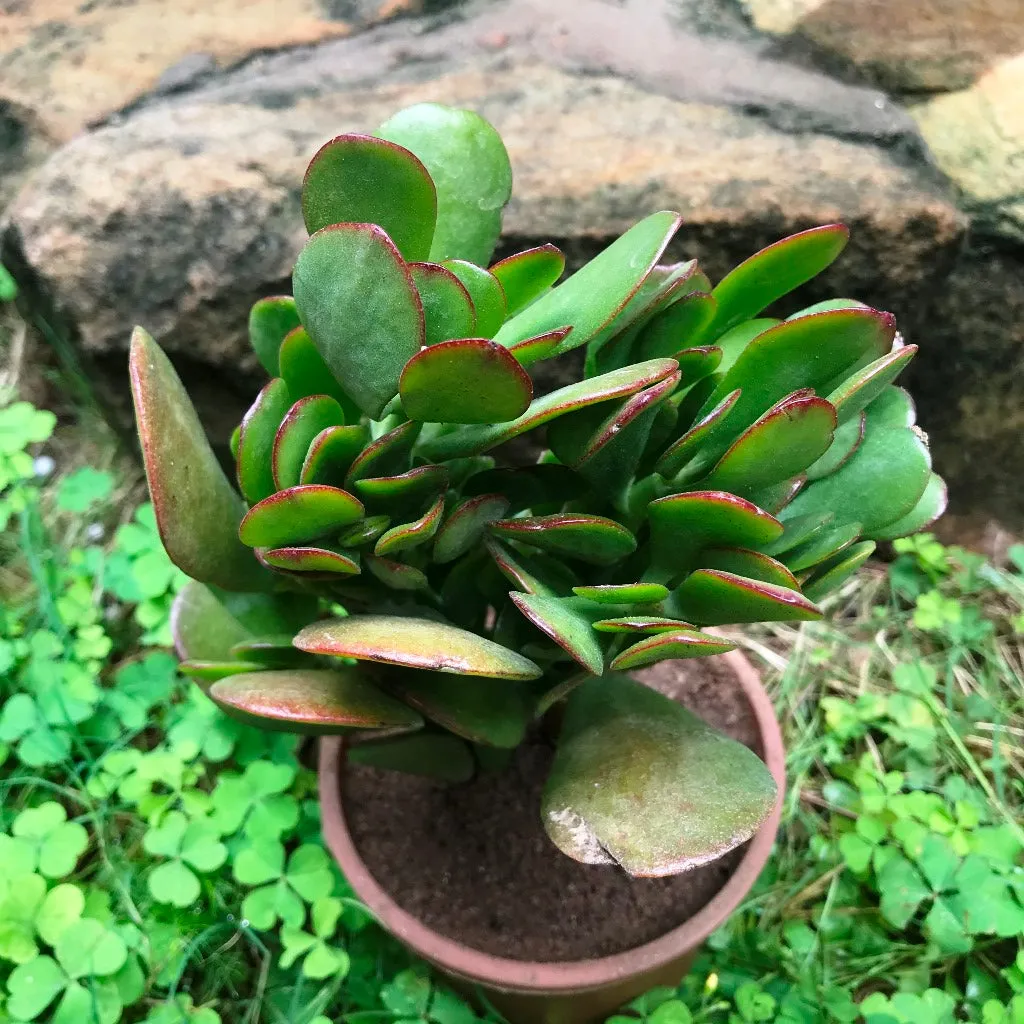 Crassula Ovata Succulent Plant