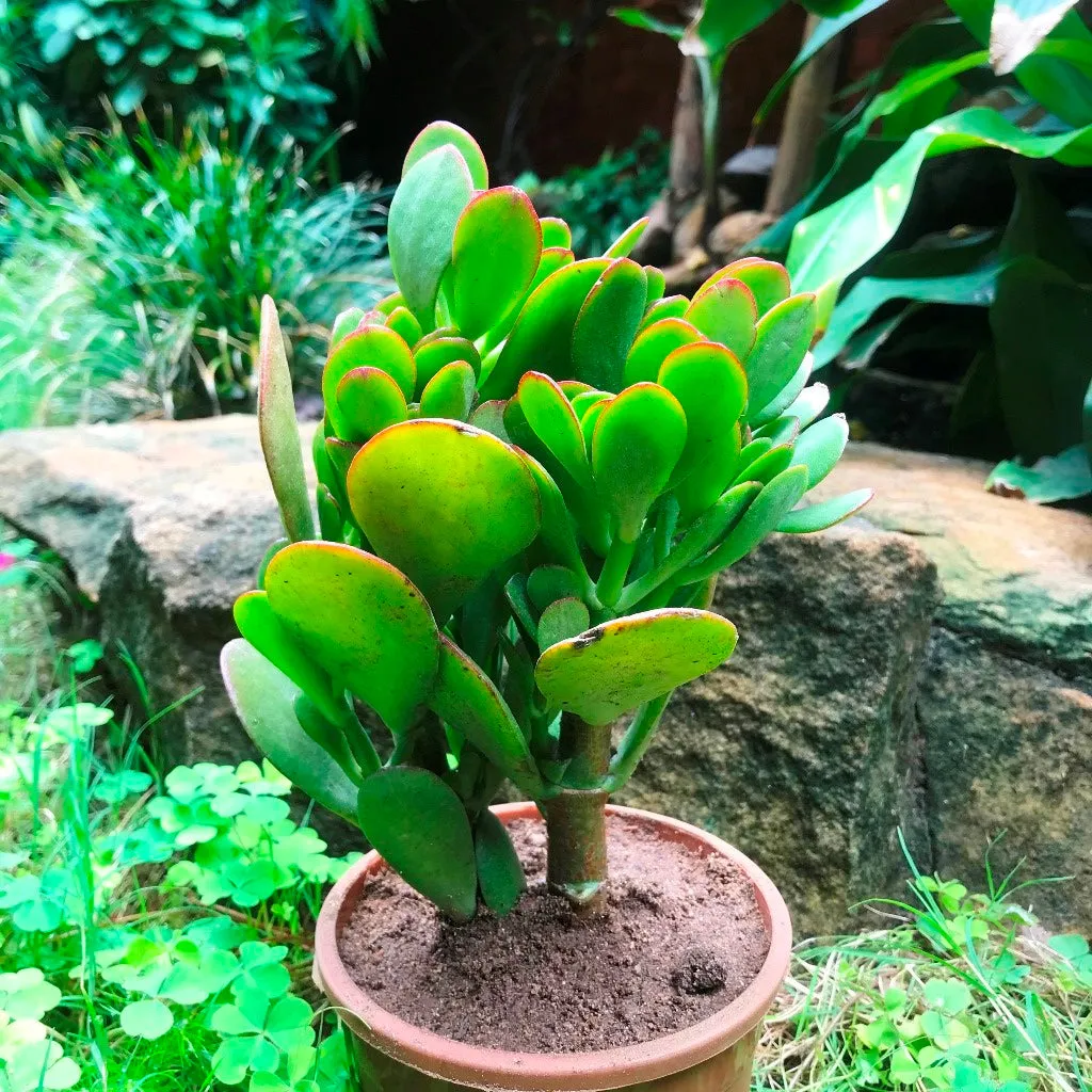 Crassula Ovata Succulent Plant