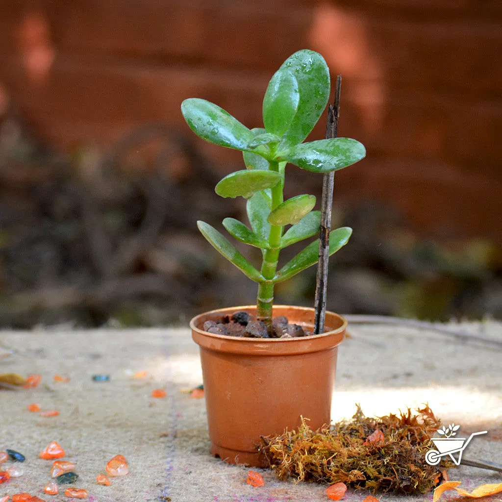 Crassula Ovata Succulent Plant