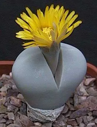 Dinteranthus wilmotianus - Indigenous South African Succulent - 10 Seeds