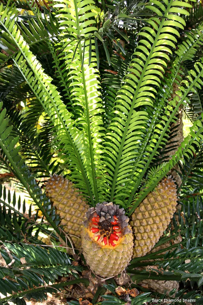 Encephalartos altensteinii - Eastern Cape Cycad - 5 Seeds