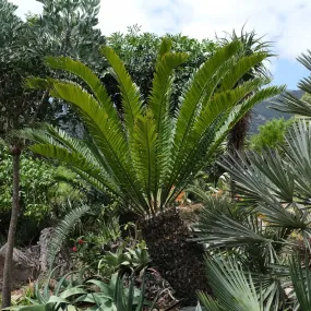 Encephalartos altensteinii - Eastern Cape Cycad - 5 Seeds