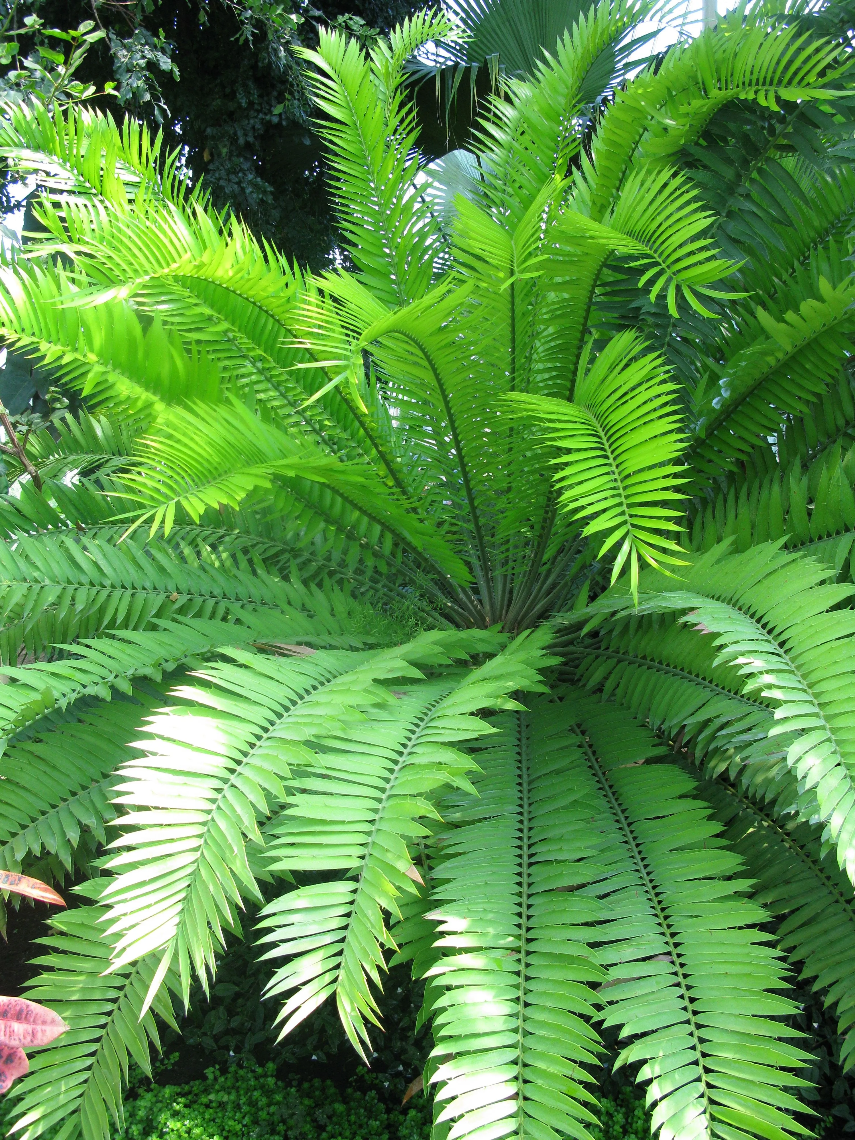 Encephalartos altensteinii - Eastern Cape Cycad - 5 Seeds