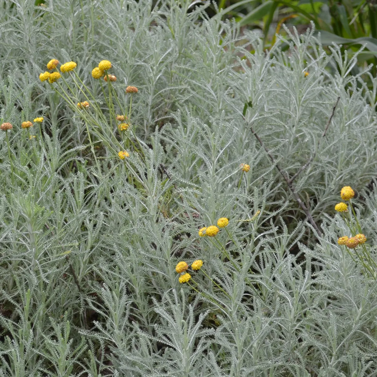 Lavender Cotton (Santolina chamaecyparissus)