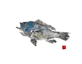 Male Black Sea Bass Gyotaku Archival Print