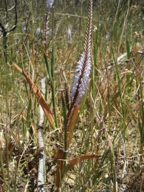 Micranthus tubulosus - Indigenous South African Bulb - 10 Seeds