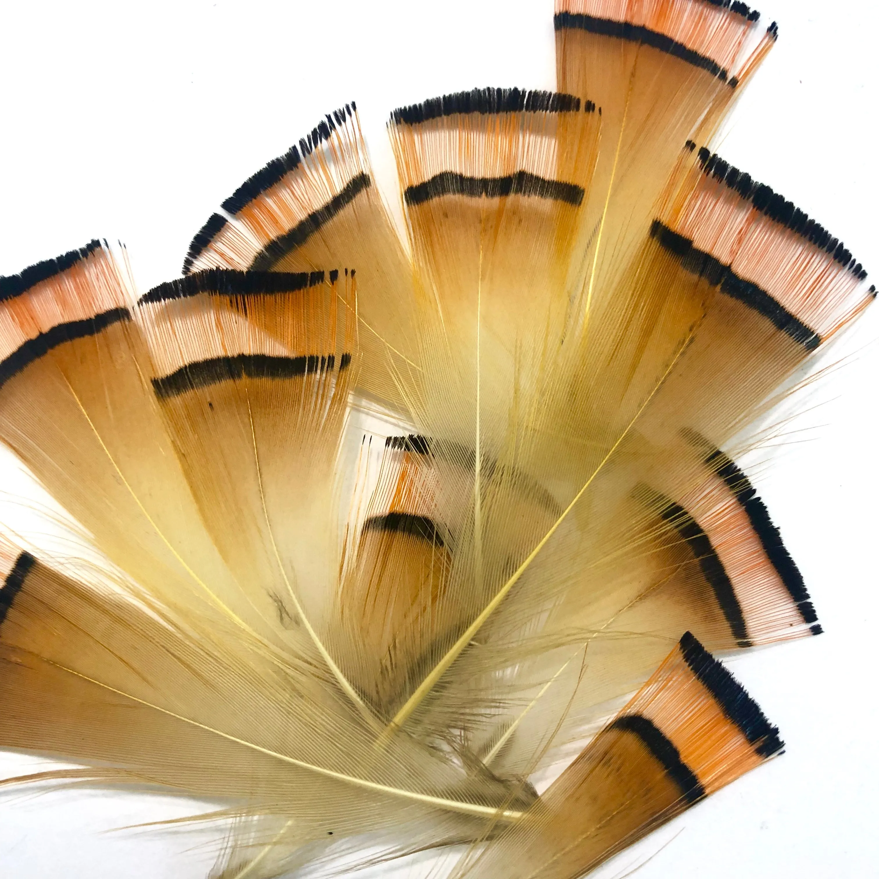 Natural Golden Cape Pheasant Feather Plumage x 10pcs